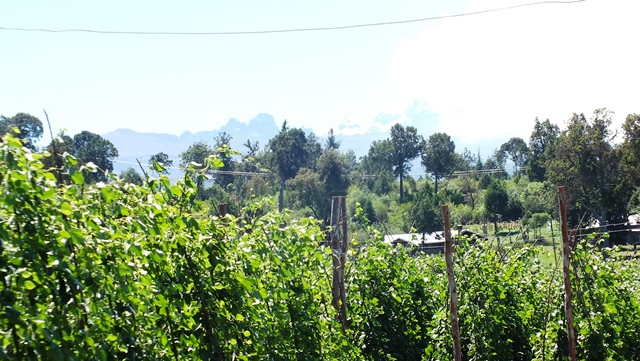 BCF Mum & Dad Investment Farm farm view 4