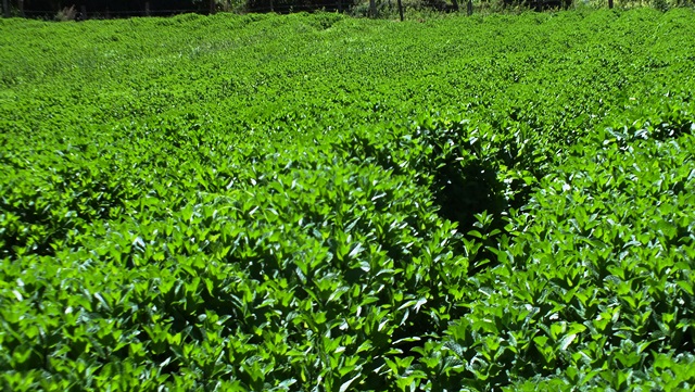 BCF Mum & Dad Investment Farm farm view 6