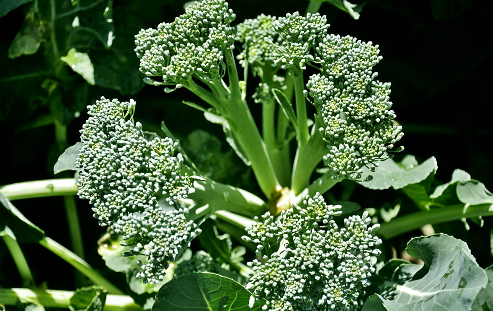 Broccoli