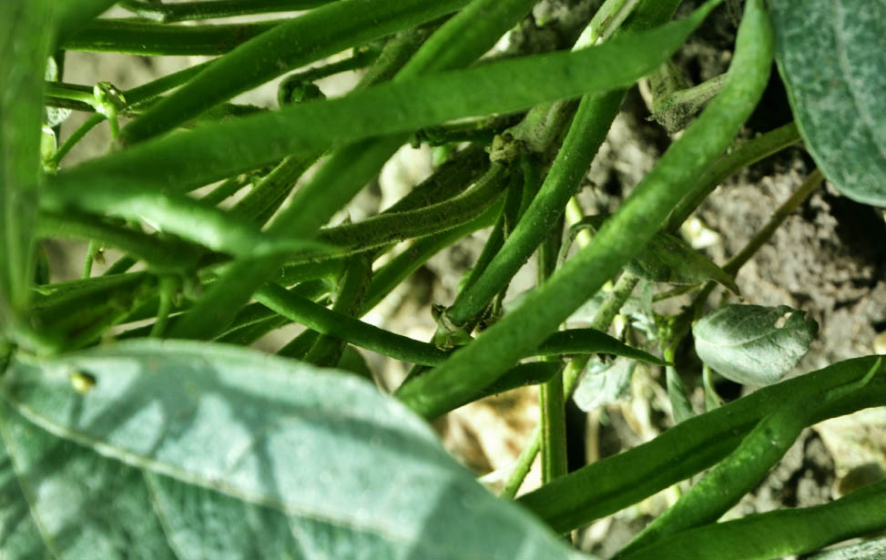 Green bean