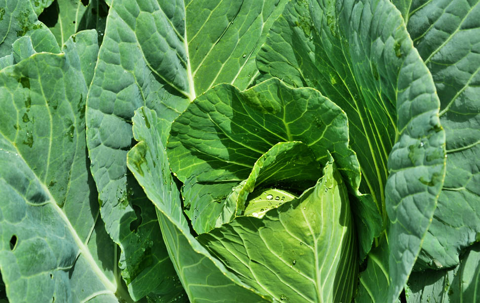 Cabbages