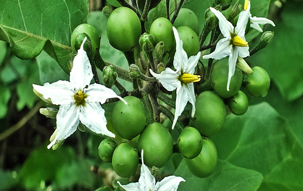 pea Aubergine