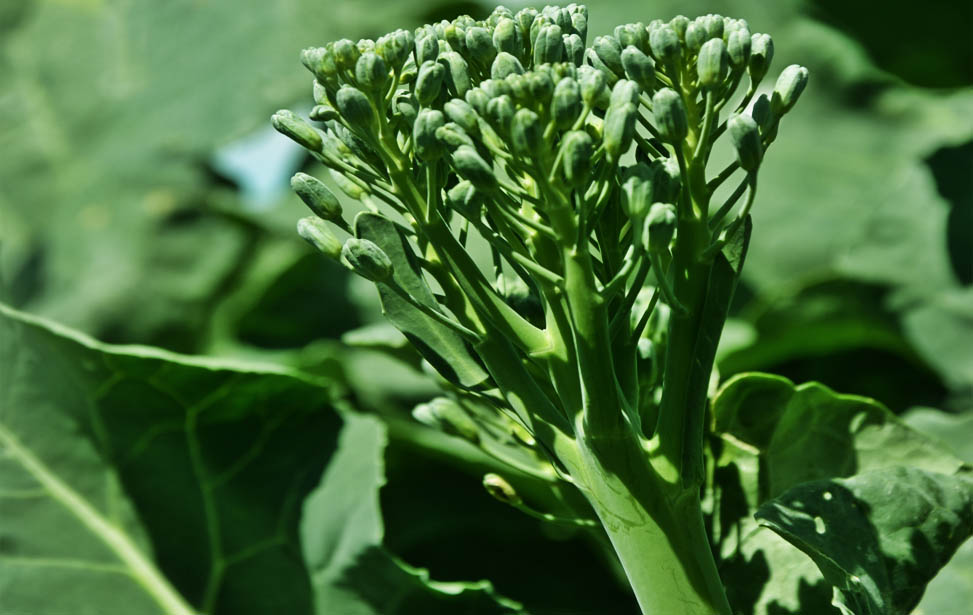 Broccoli