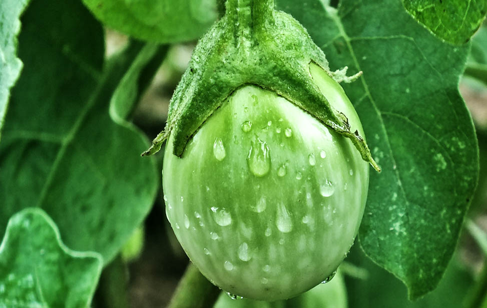 White Aubergine